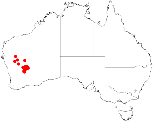 Acacia cockertoniana: Acacia cockertoniana Occurrence data from Australasia Virtual Herbarium downloaded from https://doi.org/10.26197/5c0b1388984eb on 8 December 2018