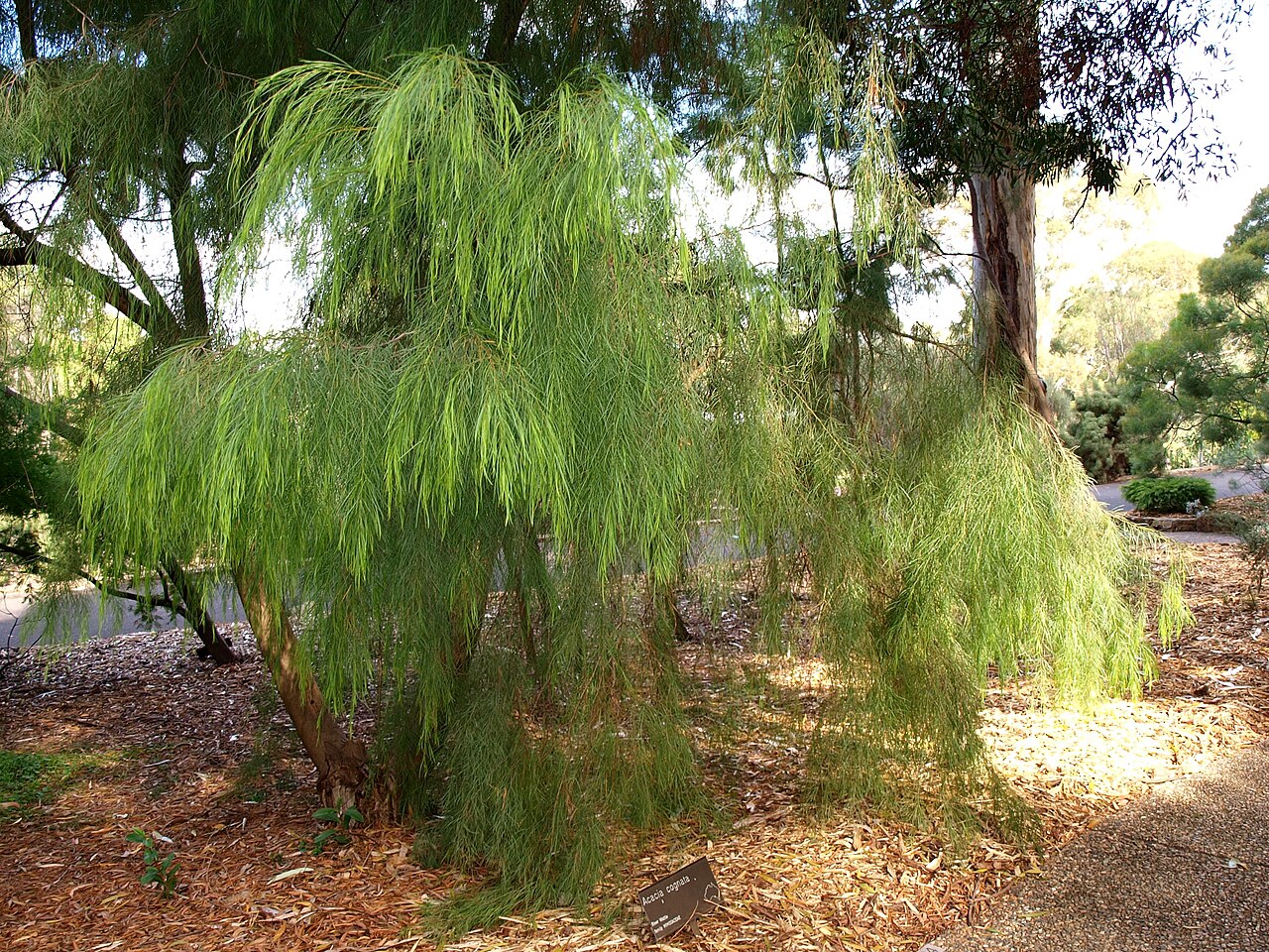 Bower wattle: Acacia cognata in Australian National Botanic Gardens