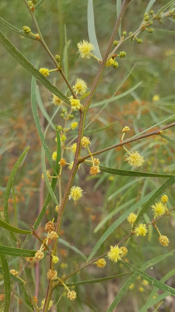 Bower wattle (Acacia cognata)