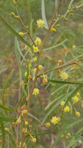 Bower wattle (Acacia cognata)