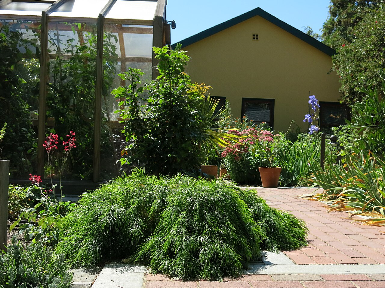 Bower wattle: Acacia cognata in Ferguson Biogarden Berkeley
