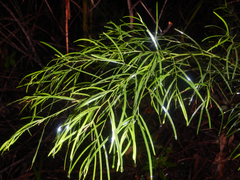 Bower wattle (Acacia cognata)