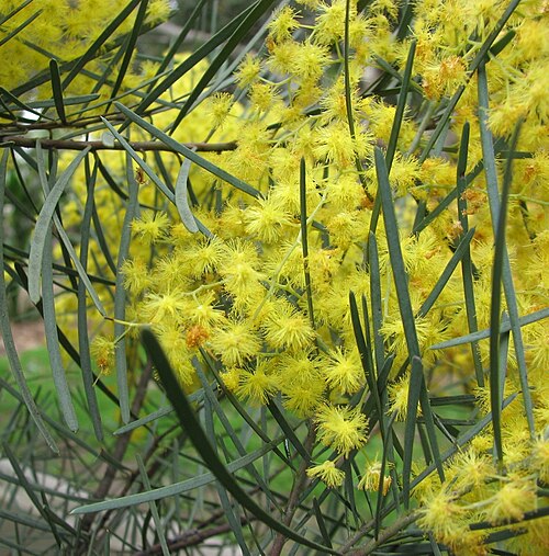 Bower wattle: Acacia boormanii (cultivated, labelled) Maranoa Gardens, Balwyn, Victoria, Australia