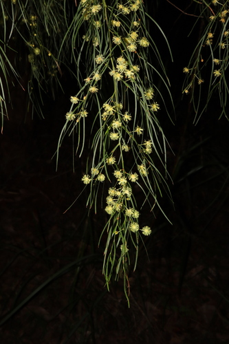 Bower wattle (Acacia cognata)