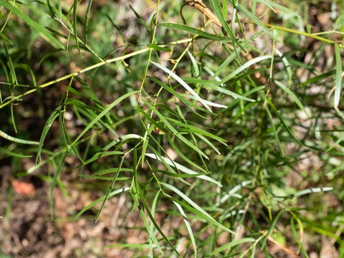 Bower wattle (Acacia cognata)