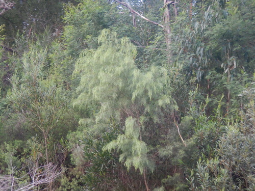 Bower wattle (Acacia cognata)