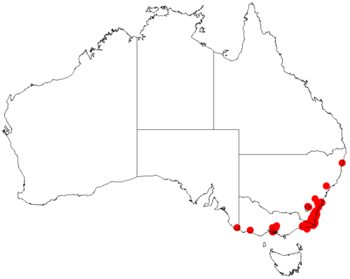 Bower wattle: Acacia cognata occurrence data from Australasian Virtual Herbarium downloaded from https://doi.org/10.26197/5c06138894b on December 8 2018