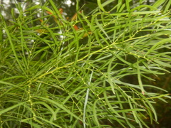 Bower wattle (Acacia cognata)