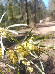 Bower wattle (Acacia cognata)