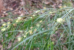 Bower wattle (Acacia cognata)