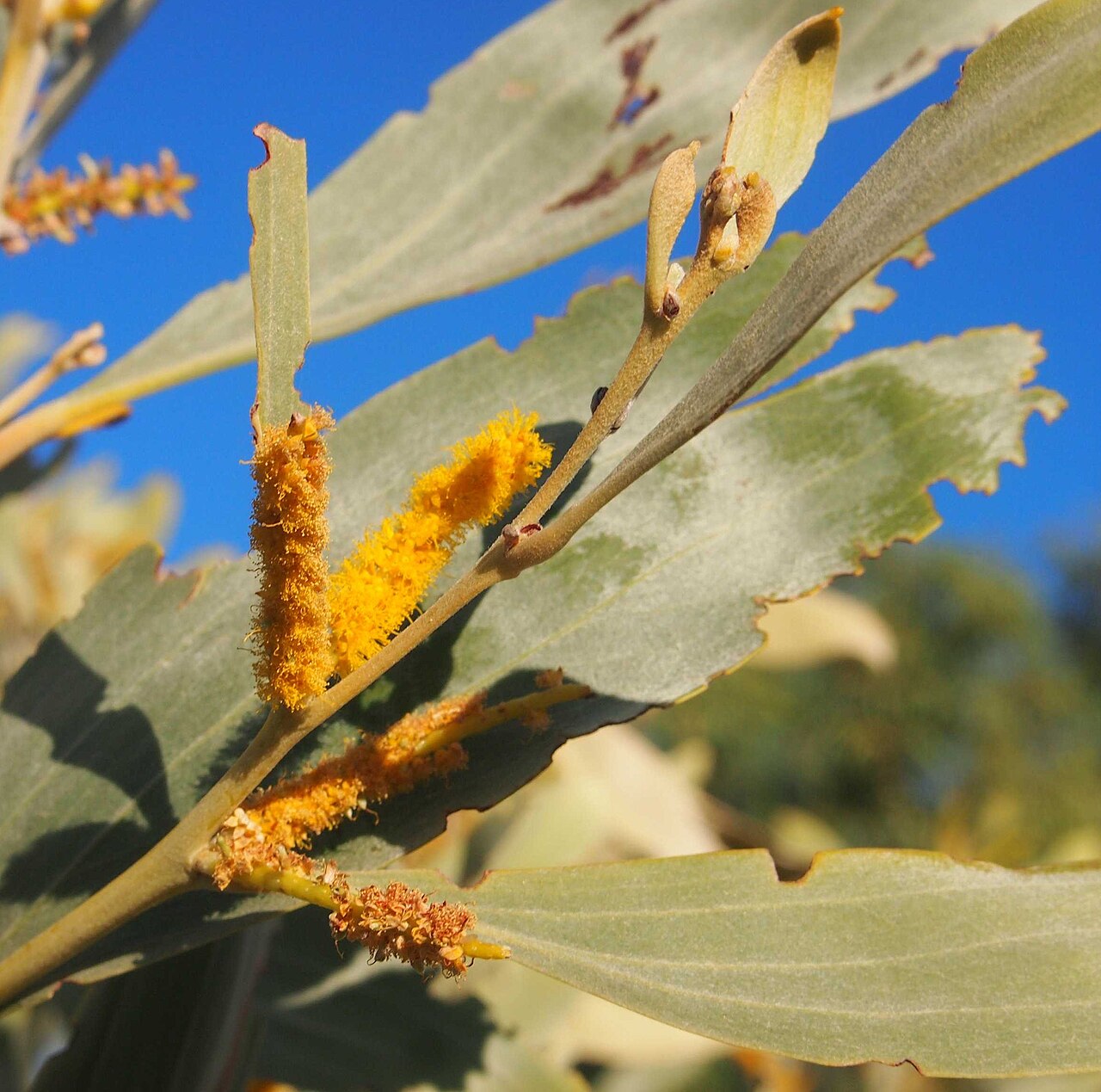 Acacia colei: Acacia colei flowers