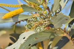 Acacia colei (Acacia colei)