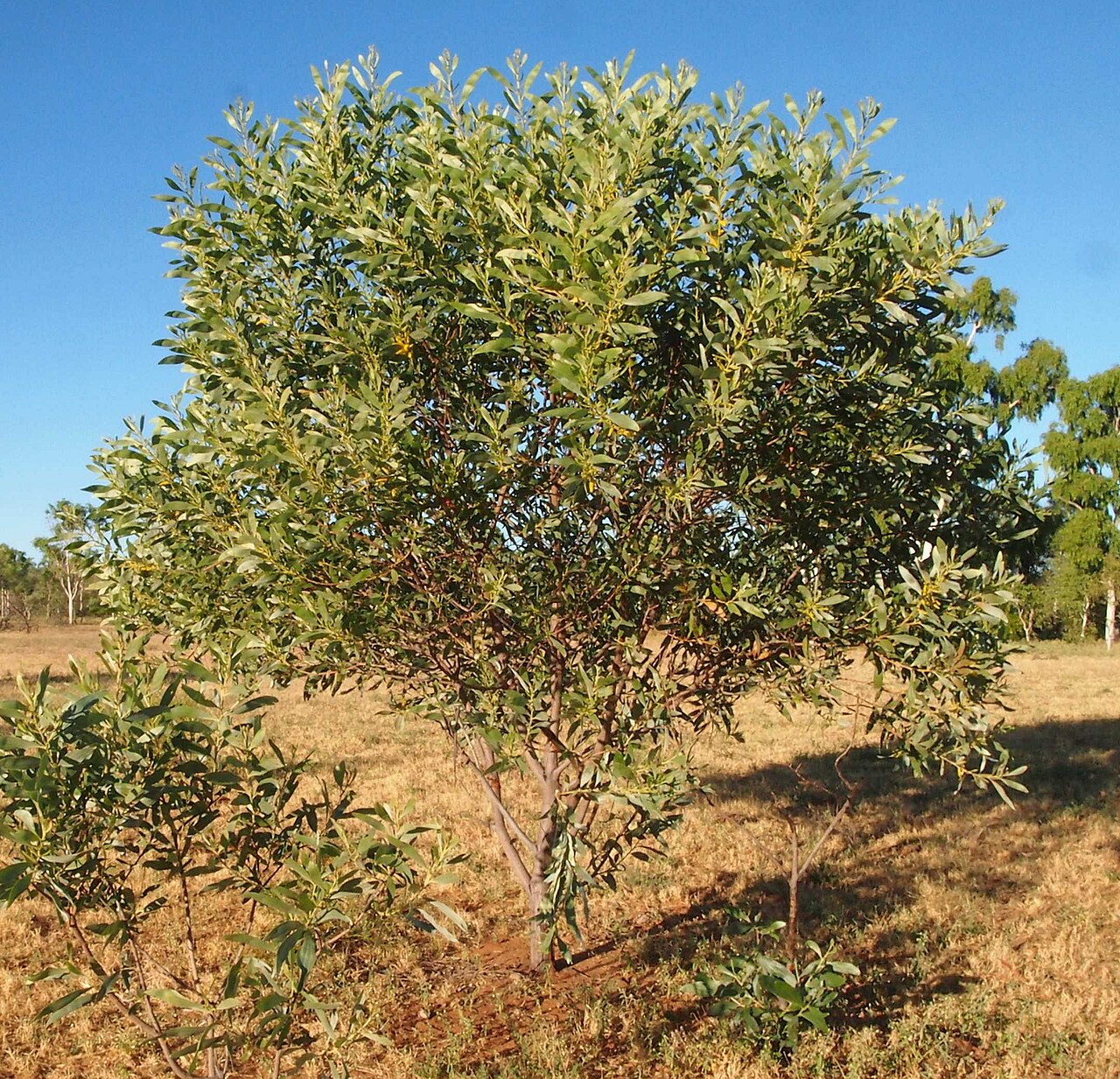 Acacia colei: Acacia colei