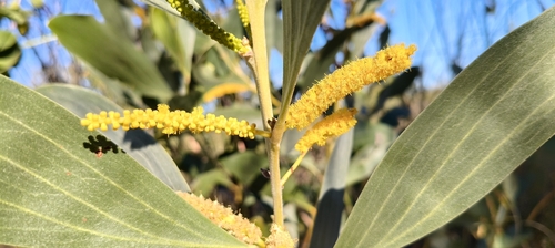 Acacia colei (Acacia colei)