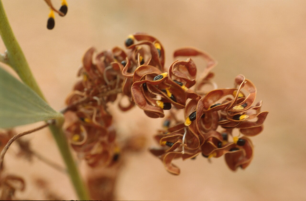 Acacia colei: Acacia colei var. ileocarpa seed pods. Photo credit: Maurice MacDonald