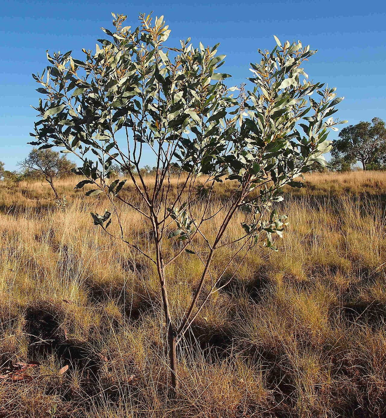 Acacia colei: Acacia colei