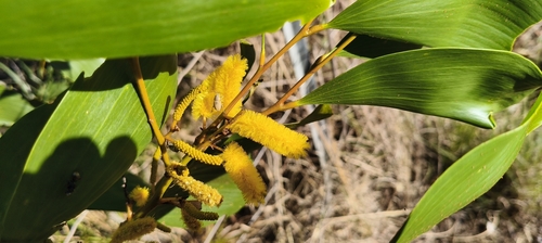 Acacia colei (Acacia colei)
