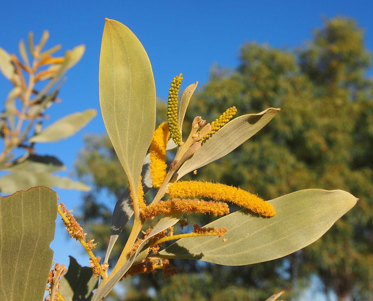 Acacia colei: Acacia colei flowers and foliage
