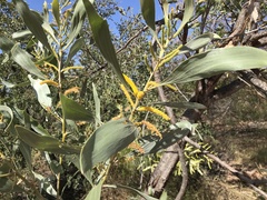 Acacia colei (Acacia colei)