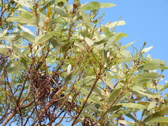 Acacia colei (Acacia colei)