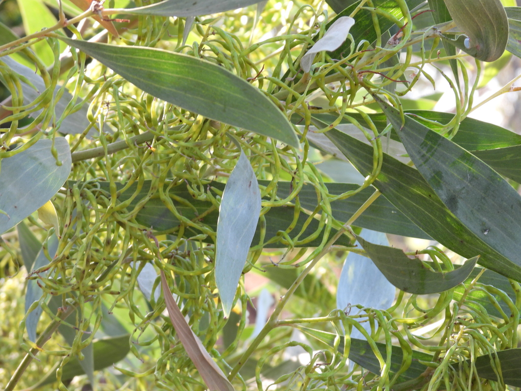 Acacia colei (Acacia colei)