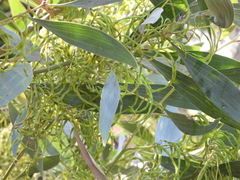 Acacia colei (Acacia colei)