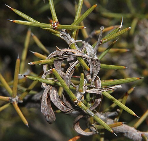Acacia colletioides: Wait-a-While ( Acacia colletioides ) in Australia