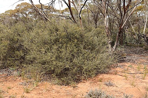 Acacia colletioides: Acacia colletioides near the Euston-Prungle Road, about 21 km from junction with Arumpo Road, New South Wales