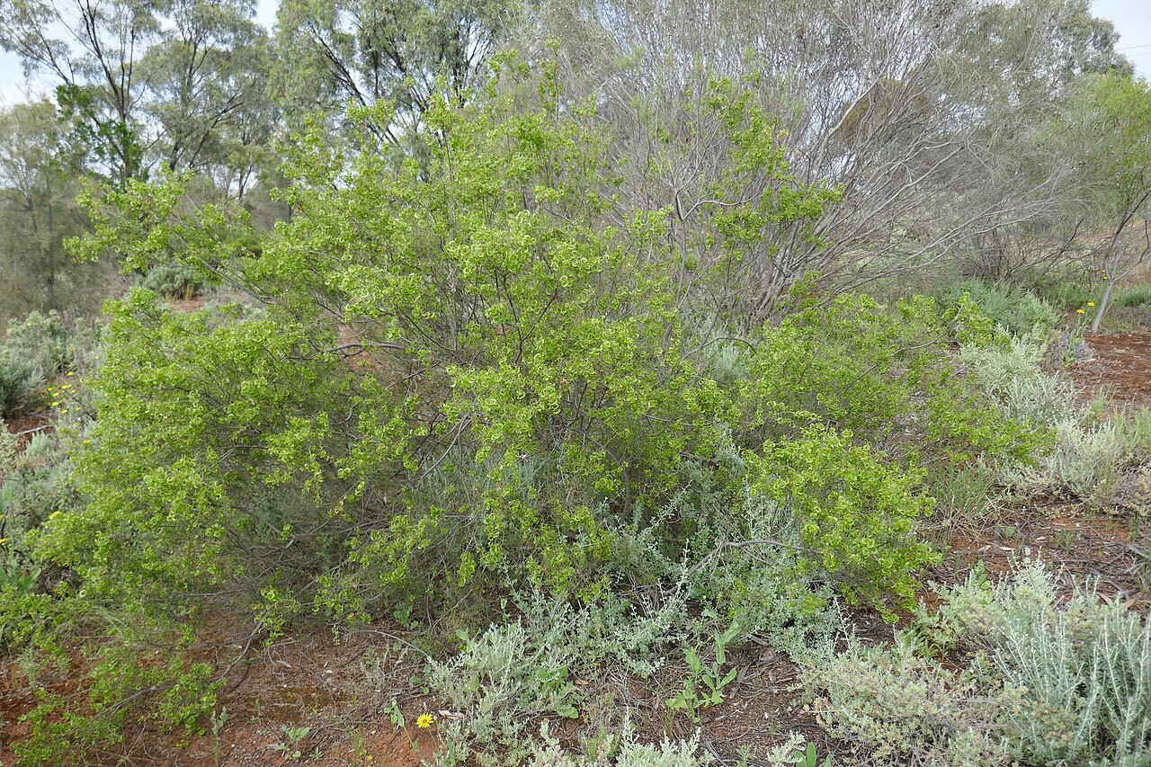 Acacia colletioides: Wait-a-While ( Acacia colletioides ) in Australia