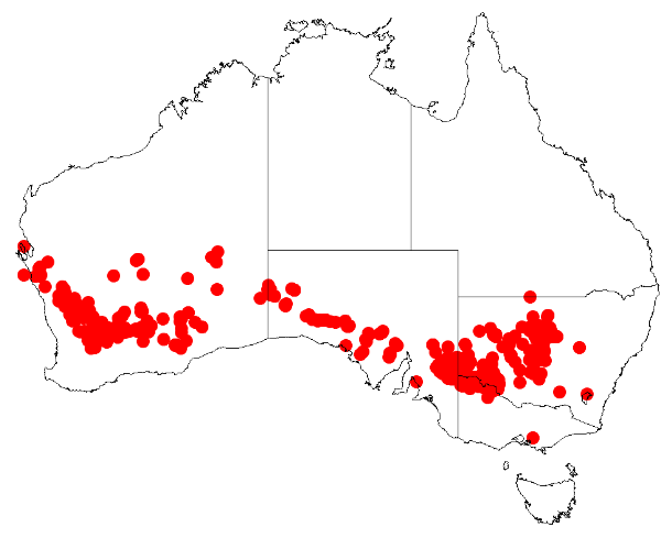 Acacia colletioides: Acacia colletioides Occurrence data from Australasia Virtual Herbarium downloaded from https://doi.org/10.26197/5c0b1388984eb on 8 December 2018