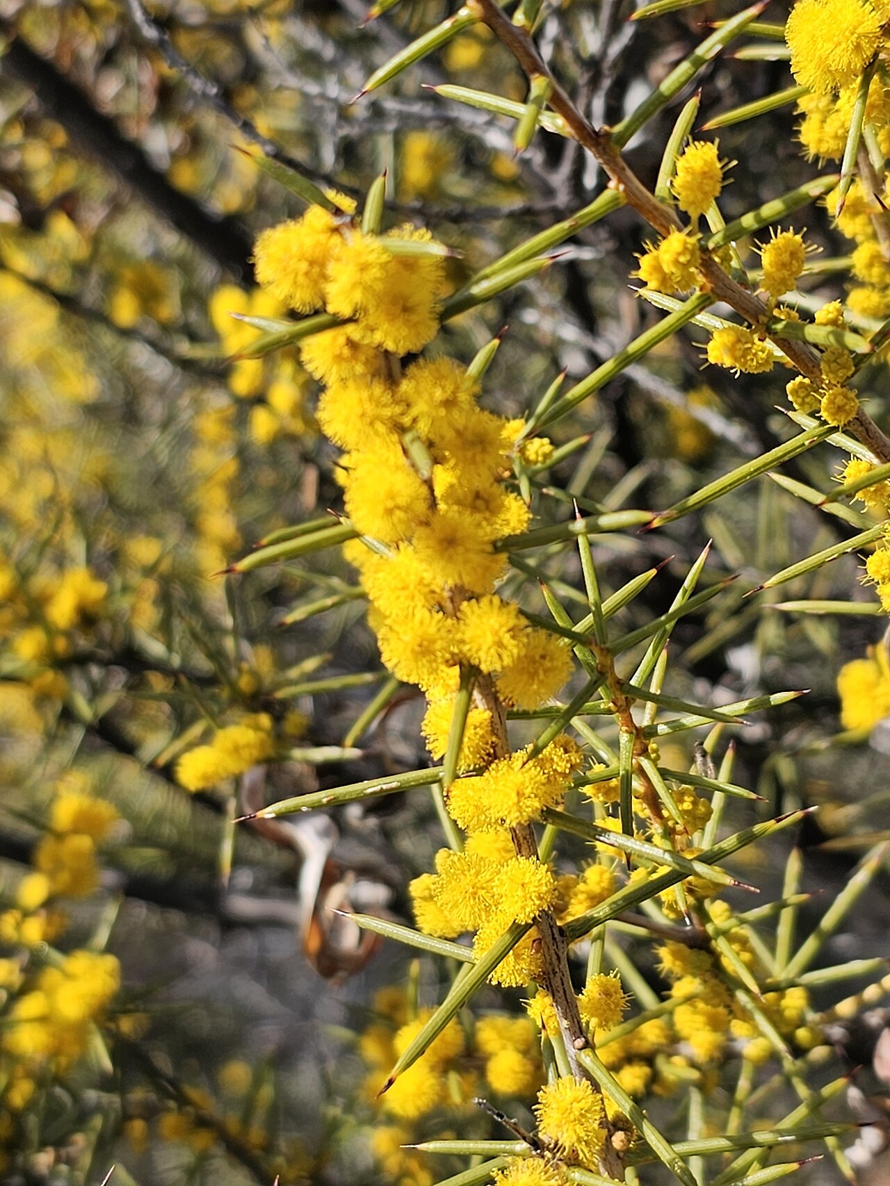 Acacia colletioides: Wait-a-While ( Acacia colletioides ) in Australia