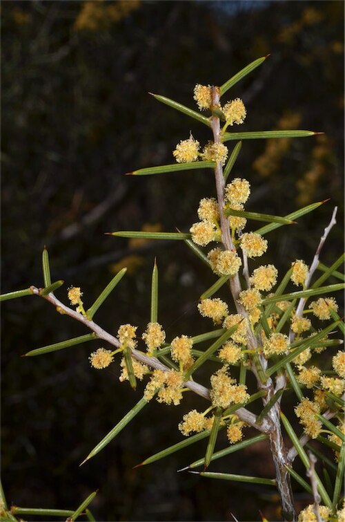 Acacia colletioides: Acacia colletioides in Murray Sunset National Park, Pheenys Track, c. 6 km E from junction with Rocket Lake Track, Victoria