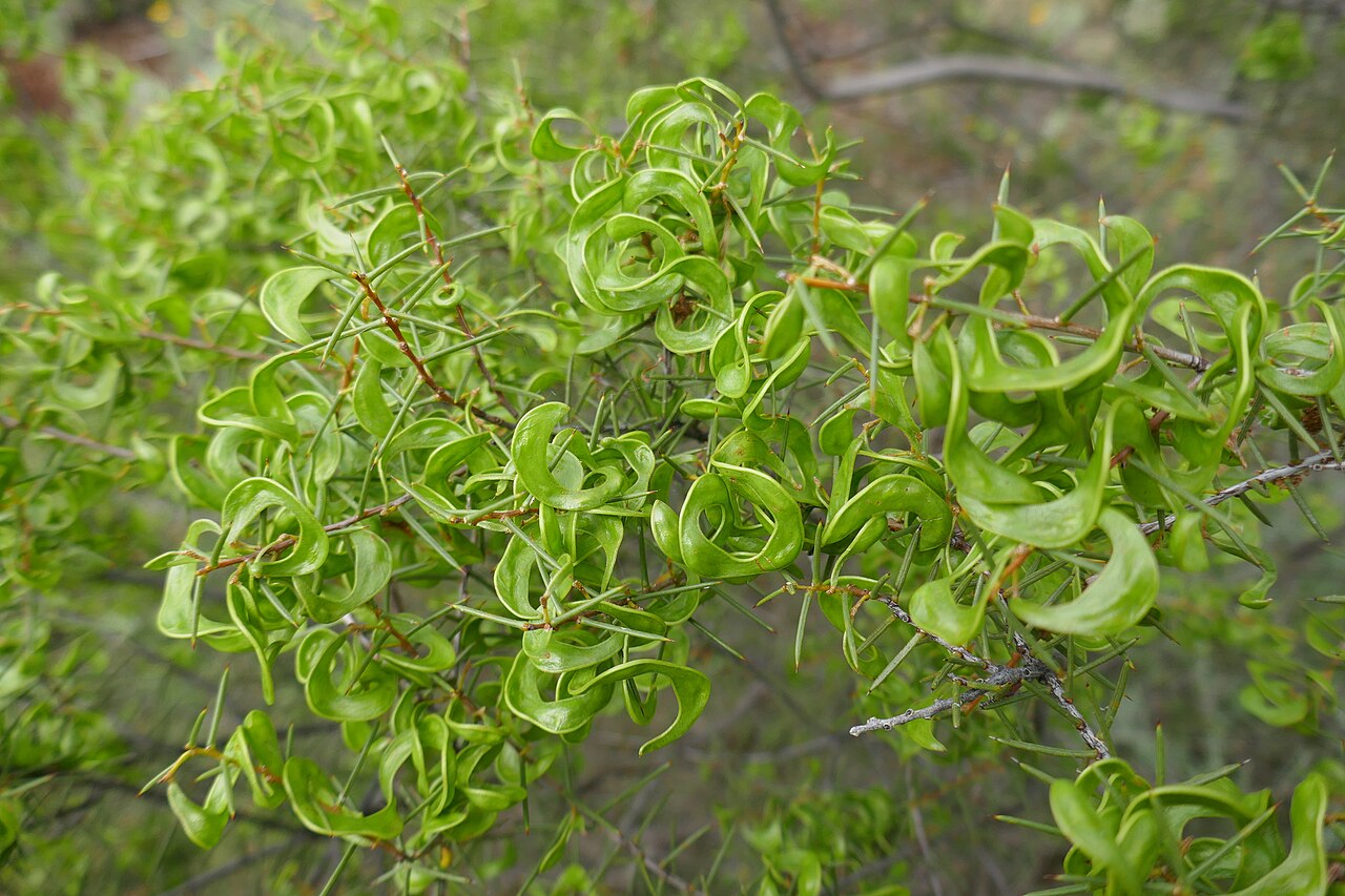 Acacia colletioides: Wait-a-While ( Acacia colletioides ) in Australia