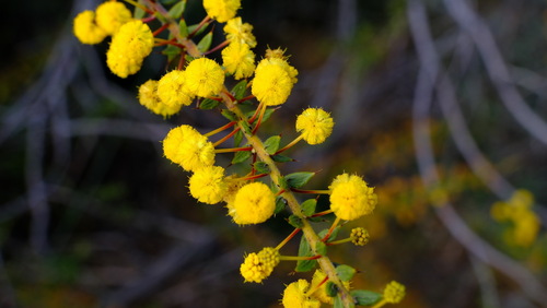Acacia comans (Acacia comans)