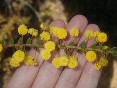 Acacia comans (Acacia comans)