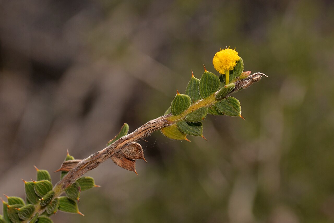 Acacia comans: Acacia comans. Species of plant.