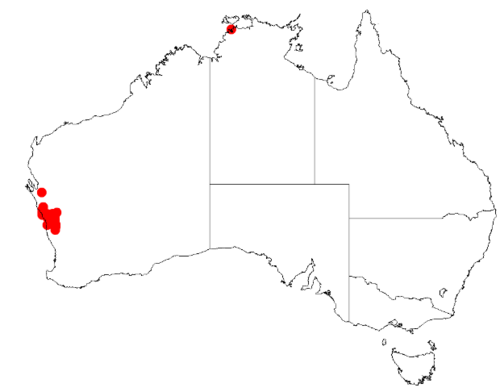Acacia comans: Acacia comans Occurrence data from Australasia Virtual Herbarium downloaded from https://doi.org/10.26197/5c0b1388984eb on 8 December 2018
