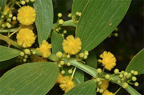 Acacia complanata: Acacia complanata near Goodwood Road, east of Childers on way to Woodgate Beach, Queensland