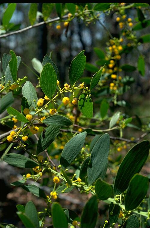 Acacia complanata: Acacia complanata near Coffs Harbour, New South Wales