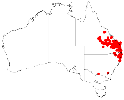Acacia complanata: Acacia complanata Occurrence data from Australasia Virtual Herbarium downloaded from https://doi.org/10.26197/5c0b1388984eb on 8 December 2018