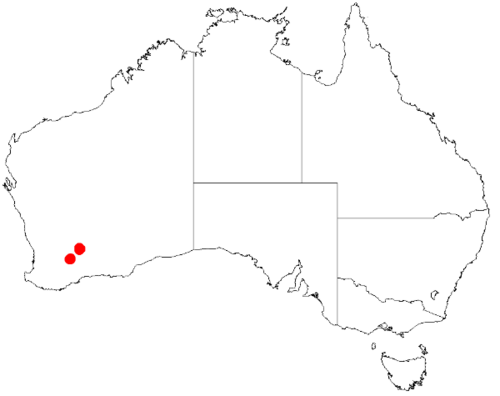 Acacia concolorans: Acacia concolorans Occurrence data from Australasia Virtual Herbarium downloaded from https://doi.org/10.26197/5c0b1388984eb on 8 December 2018
