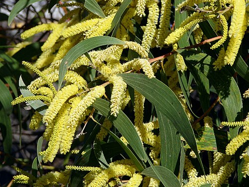 Acacia concurrens: It is Acacia concurrens , but can be very easily confused with Acacia leiocalyx . They have falcate phyllodes, angular branchlets, flowers in spikes, colour var