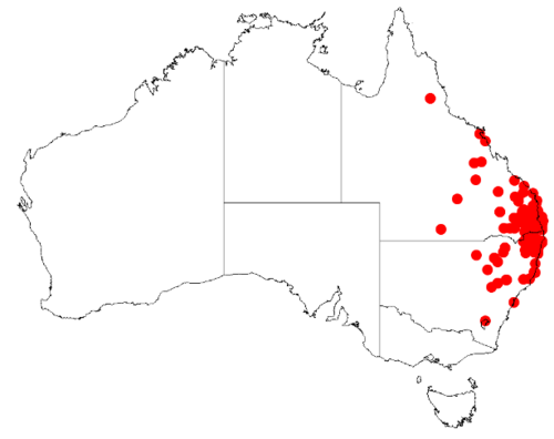Acacia concurrens: Acacia concurrens Occurrence data from Australasia Virtual Herbarium downloaded from https://doi.org/10.26197/5c0b1388984eb on 8 December 2018