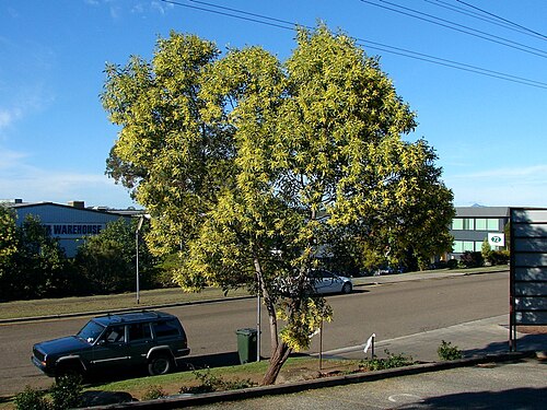 Acacia concurrens: It is Acacia concurrens , but can be very easily confused with Acacia leiocalyx . They have falcate phyllodes, angular branchlets, flowers in spikes, colour var