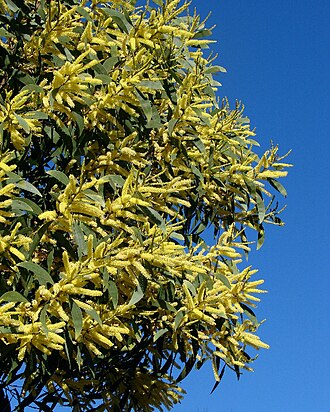 Acacia concurrens: It is Acacia concurrens , but can be very easily confused with Acacia leiocalyx . They have falcate phyllodes, angular branchlets, flowers in spikes, colour var