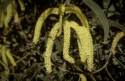 Acacia concurrens: Acacia concurrens on Bribie Island off the Sunshine Coast, Queensland