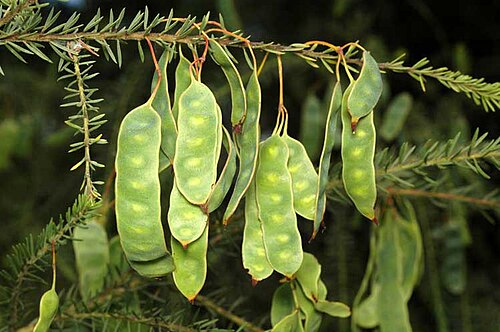 Acacia conferta: Fruiting pods of Acacia conferta in Mount Annan Botanic Garden