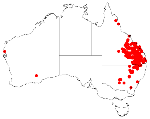 Acacia conferta: Acacia conferta: Occurrence data from Australasian Virtual Herbarium downloaded using https://doi.org/10.26197/5c0b1388984eb on 8 December 2018