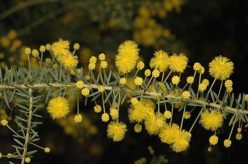 Acacia conferta: Acacia conferta in Australian Botanic Garden Mount Annan