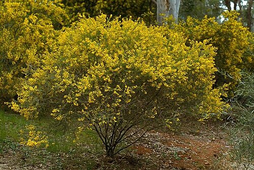 Acacia conferta: Acacia conferta in the Australian National Botanic Gardens